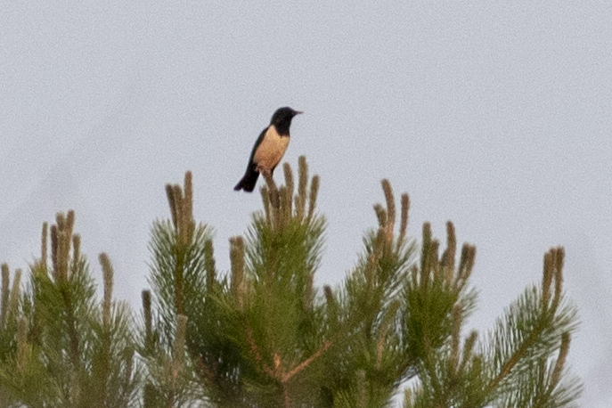 Rosy Starling