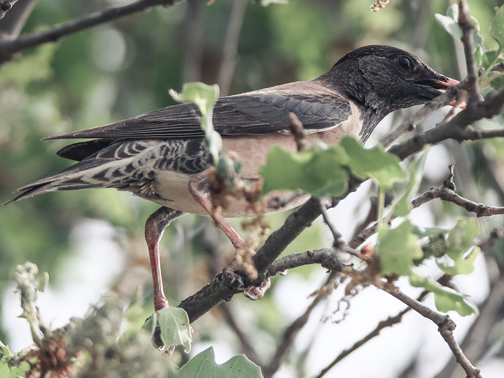 Rosy Starling