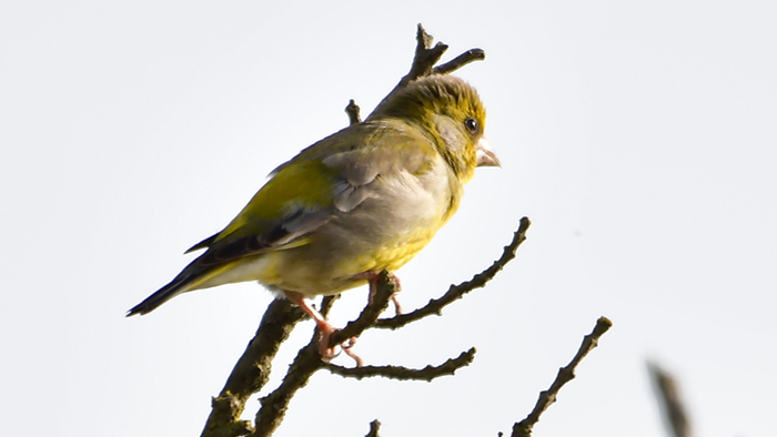 European Greenfinch