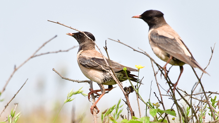 Rosy Starling