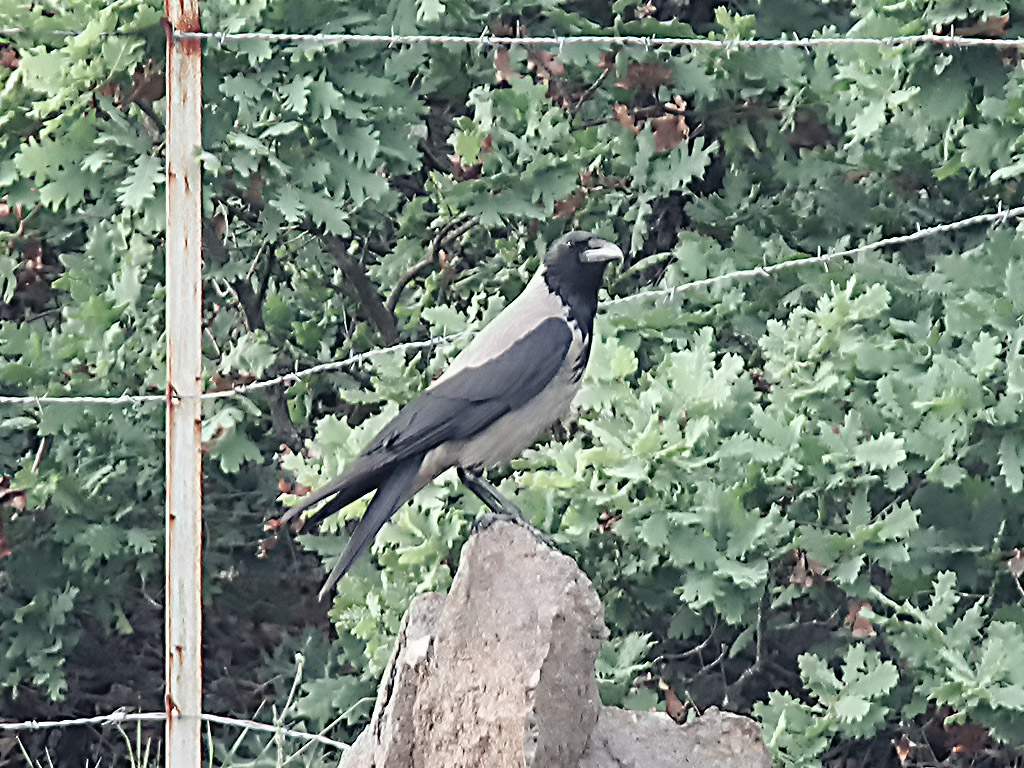 Leş Kargası