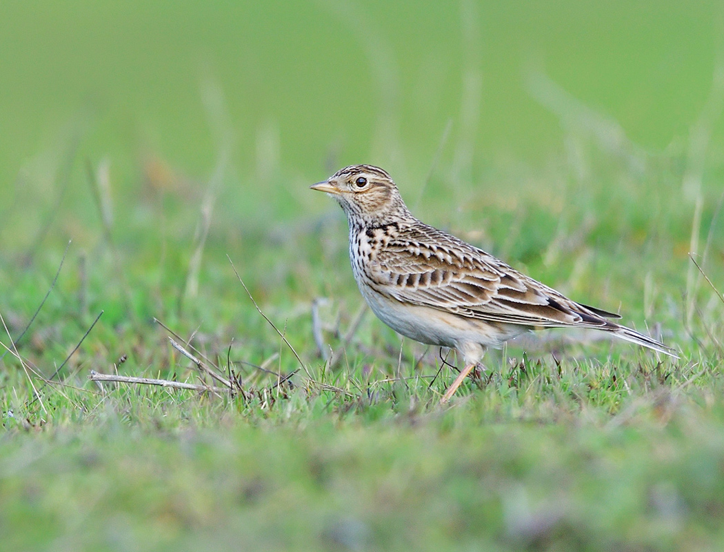 Eurasian Skylark