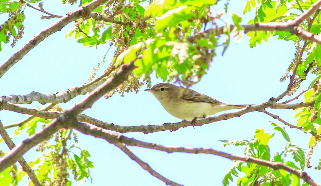Eastern Bonelli`s Warbler