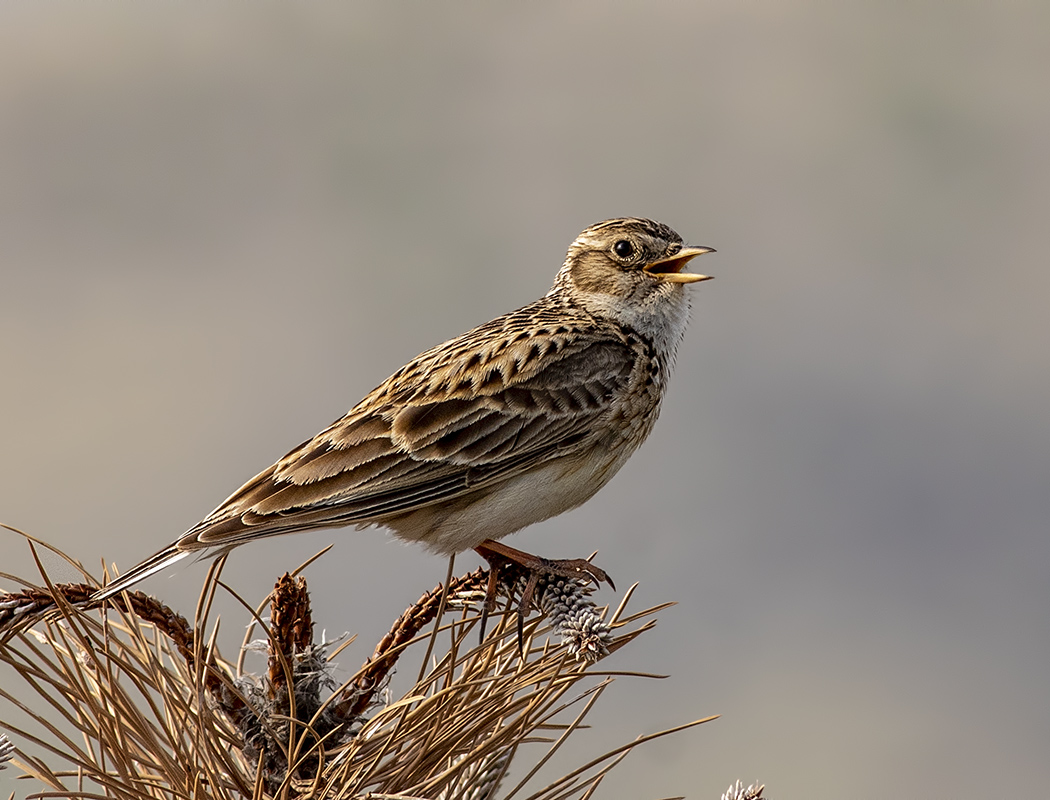 Eurasian Skylark