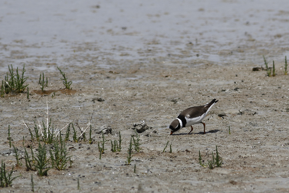 Common Ringed Plover