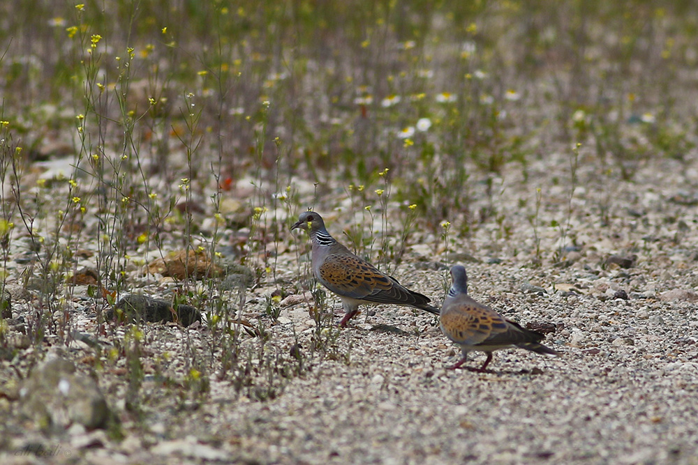 European Turtle Dove