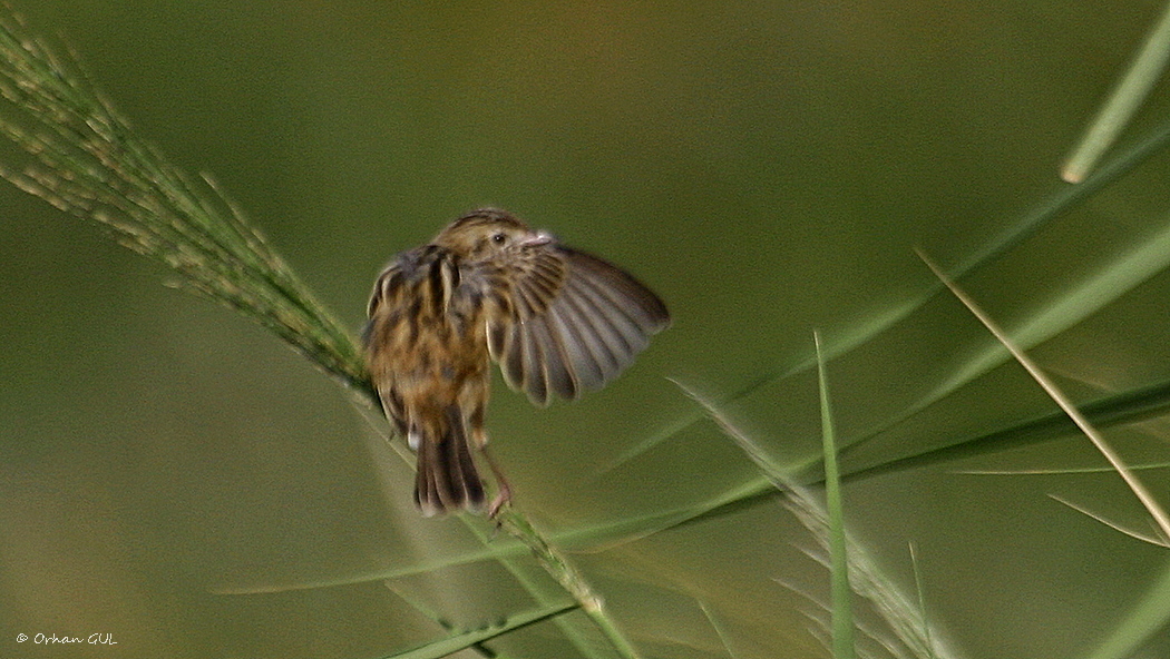 Zitting Cisticola