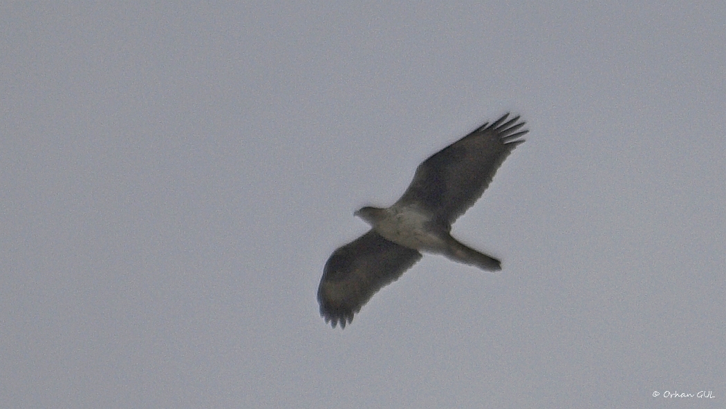 Bonelli`s Eagle