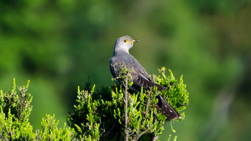 Common Cuckoo