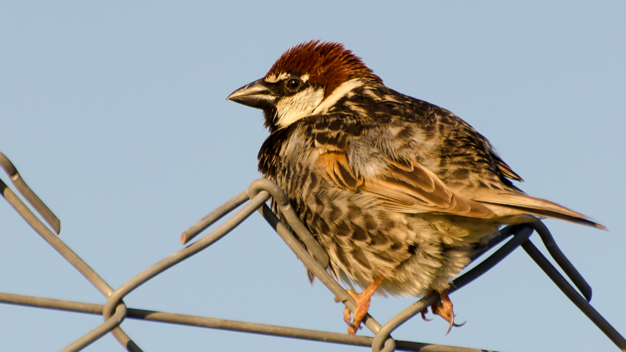 Spanish Sparrow