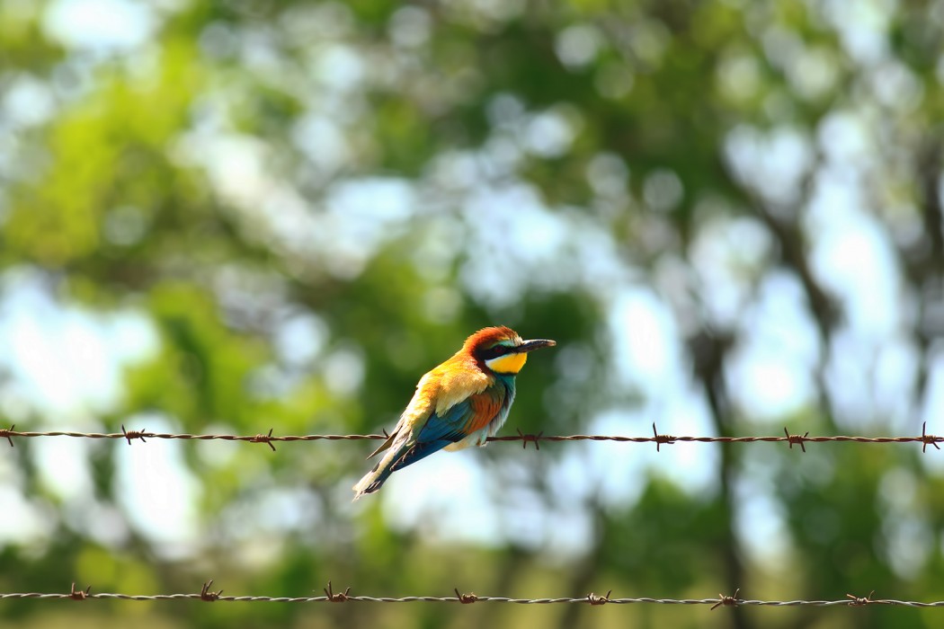 European Bee-eater