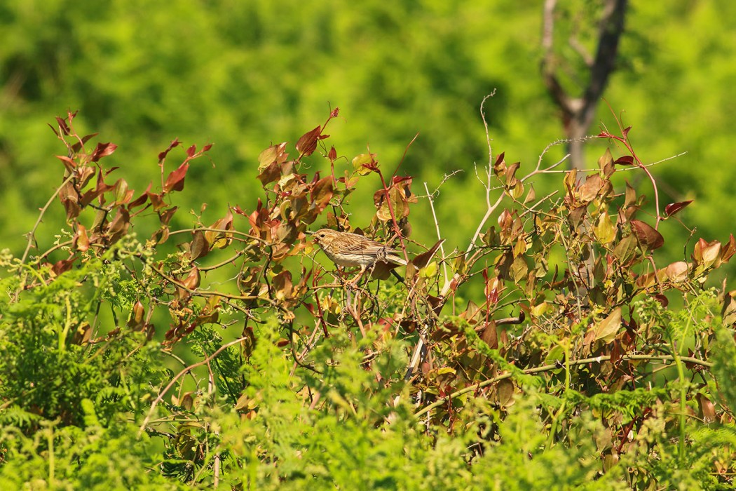 Corn Bunting