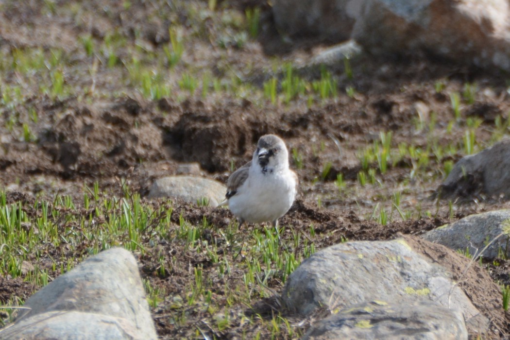 White-winged Snowfinch