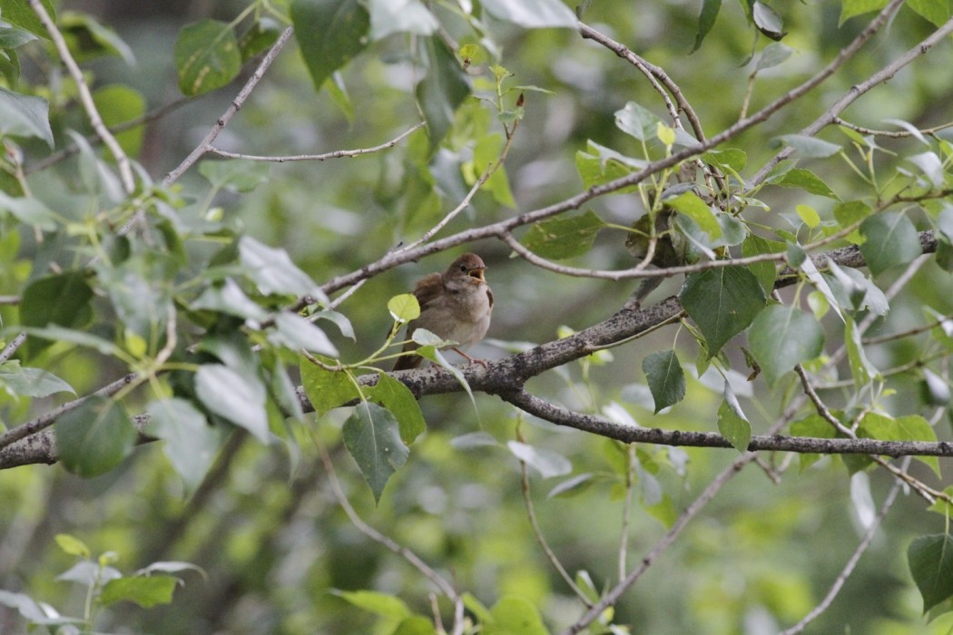 Common Nightingale