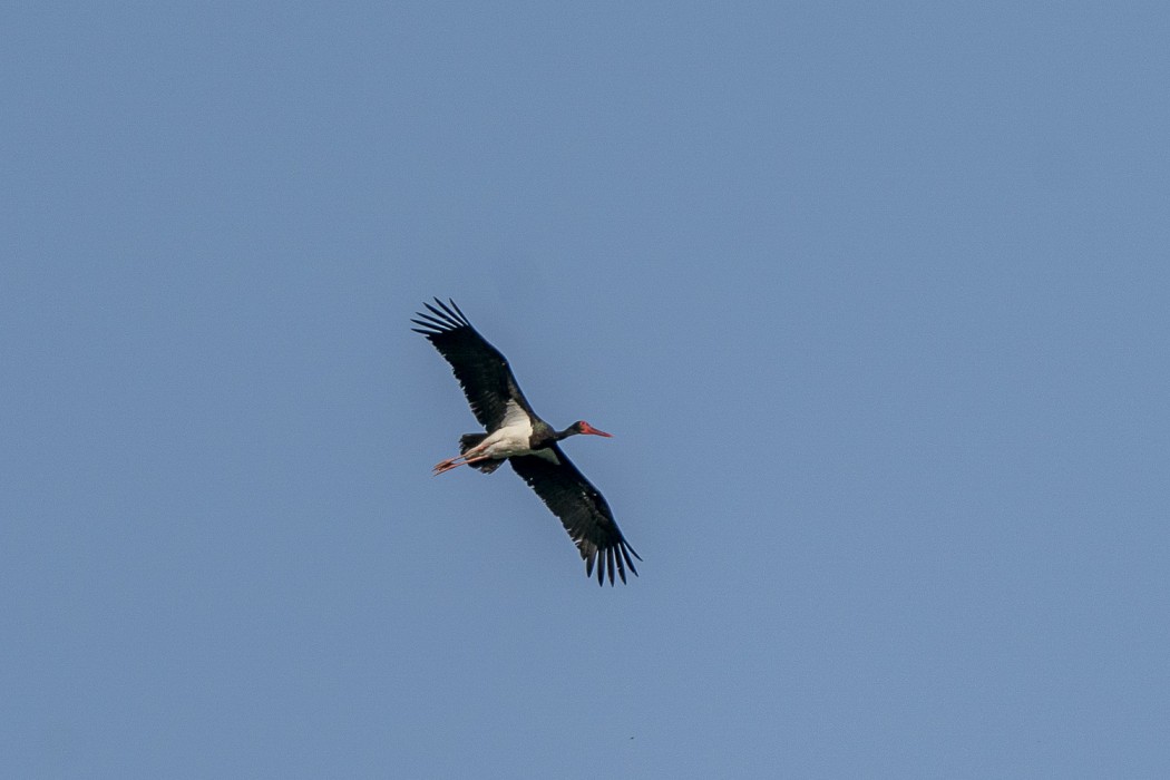 Black Stork