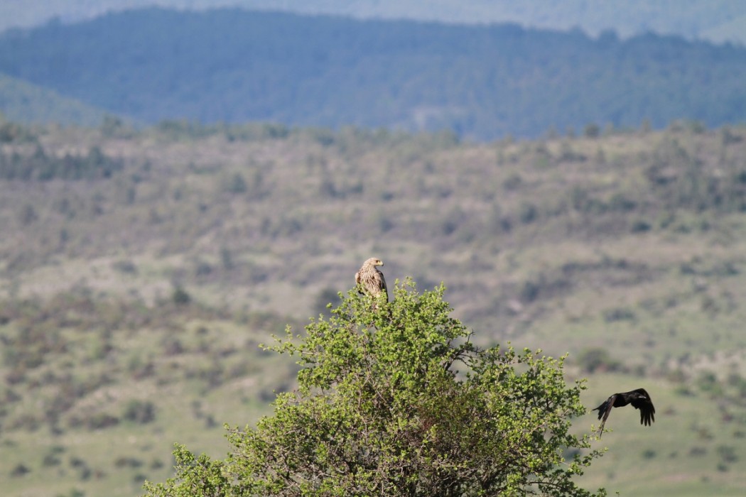 Eastern Imperial Eagle