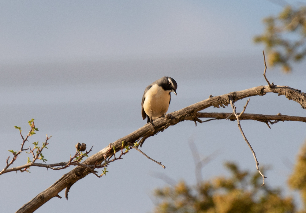 White-throated Robin