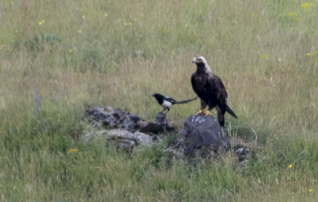 Eastern Imperial Eagle