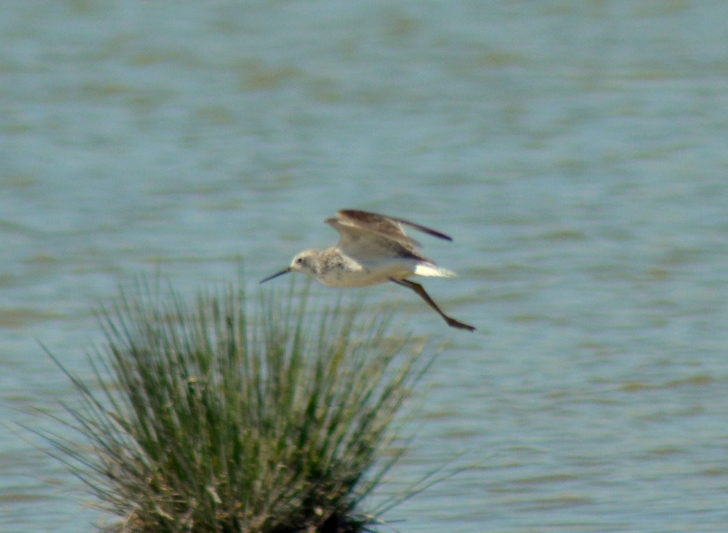 Marsh Sandpiper