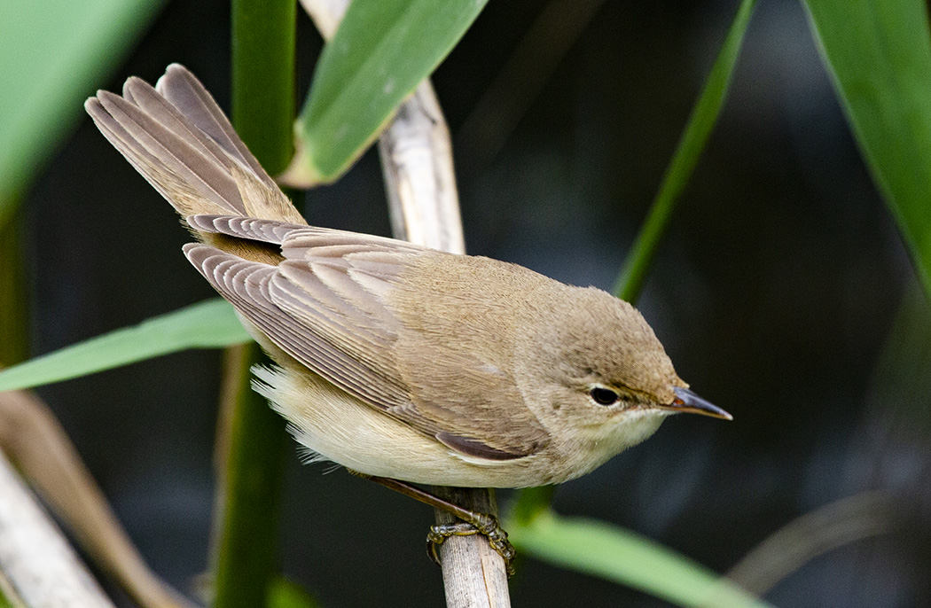 Saz Kamışçını