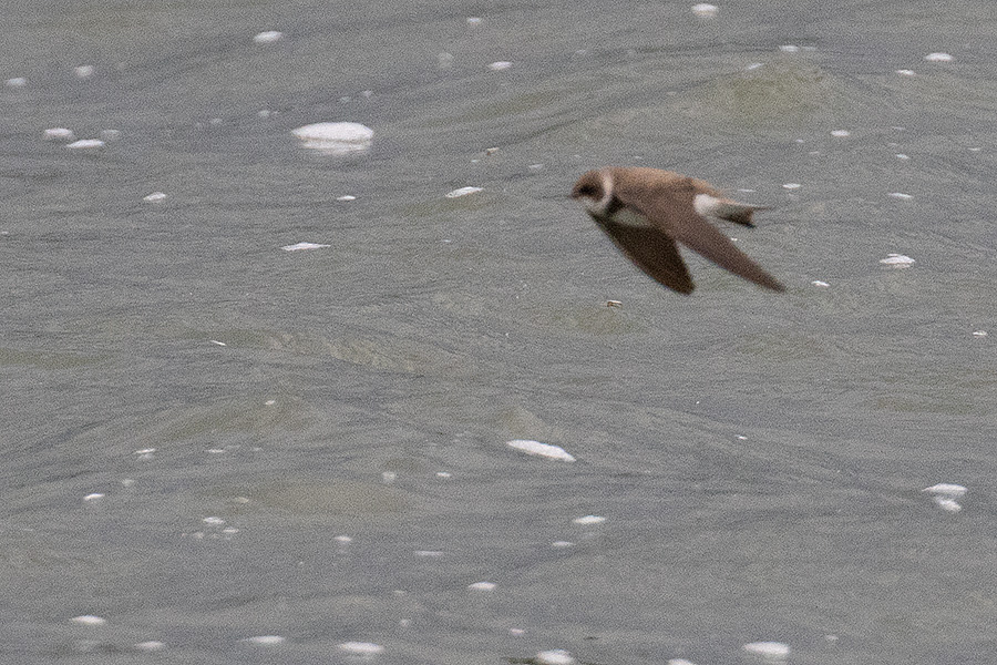 Sand Martin