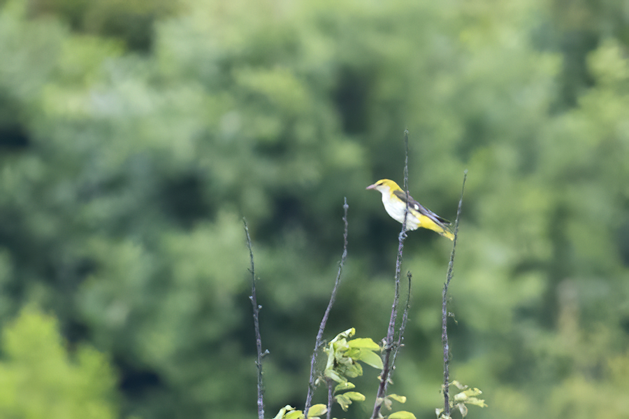 Eurasian Golden Oriole