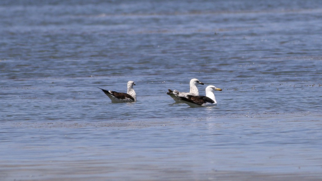 Lesser Black-backed Gull