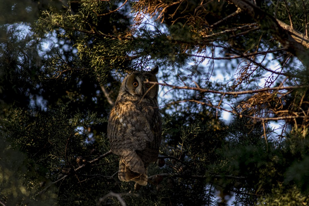 Long-eared Owl
