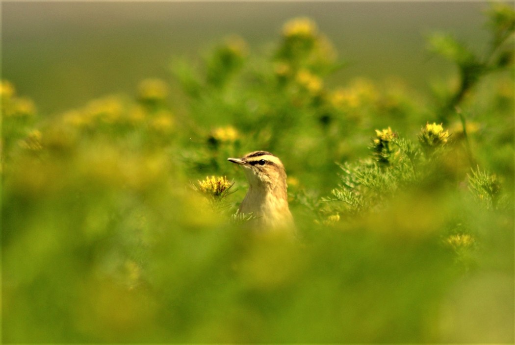 Sedge Warbler