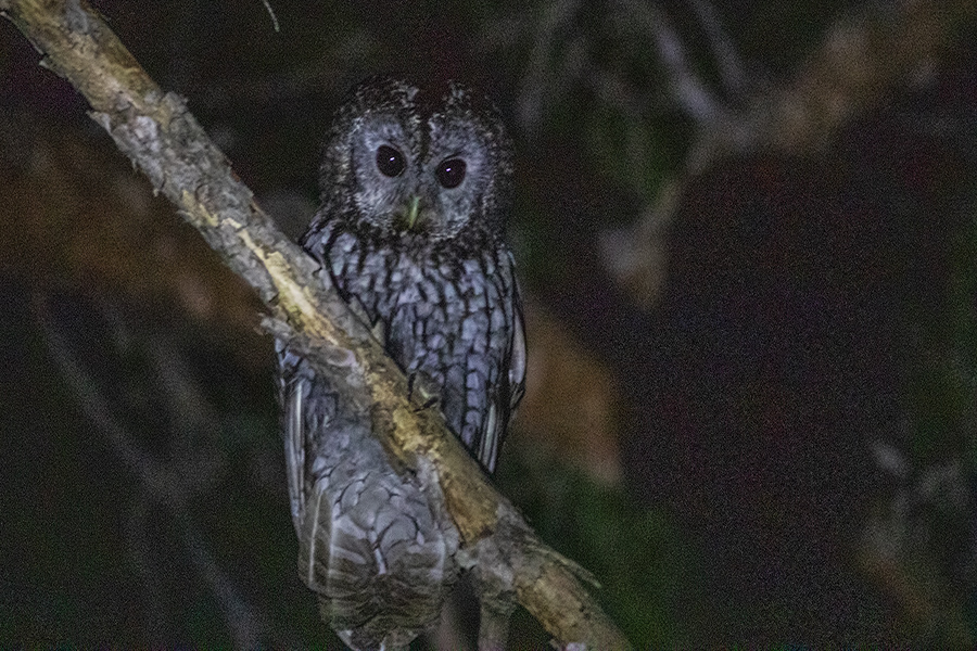 Tawny Owl
