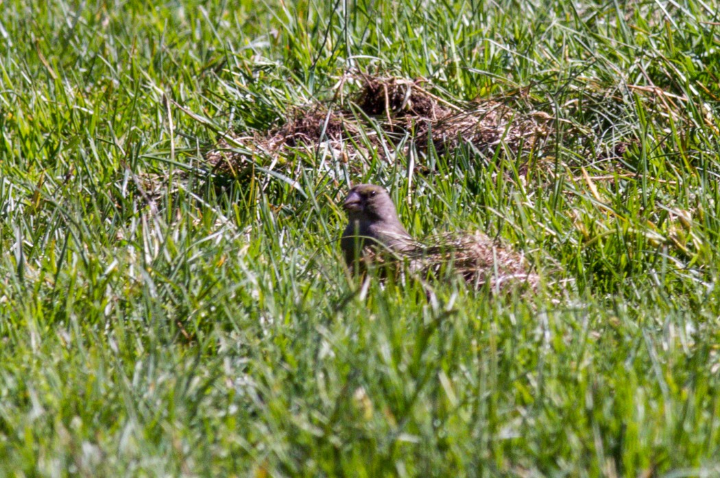 European Greenfinch