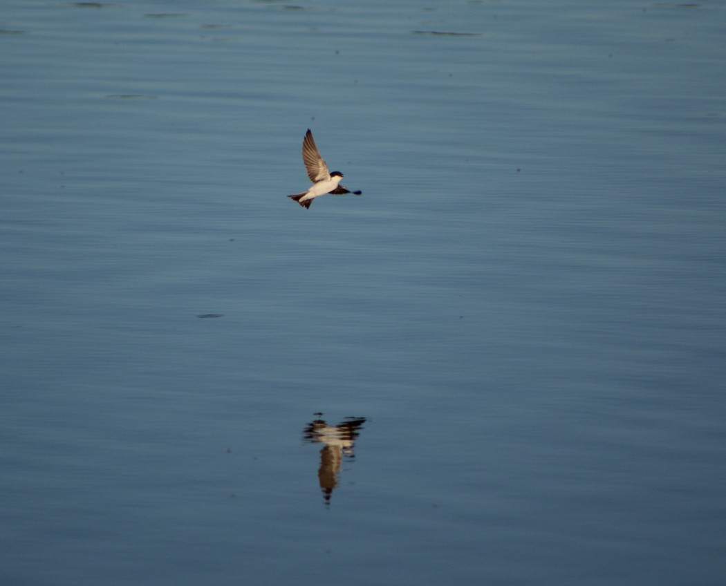 Western House Martin