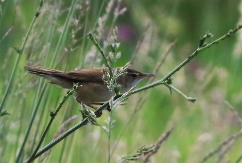 Common Reed Warbler