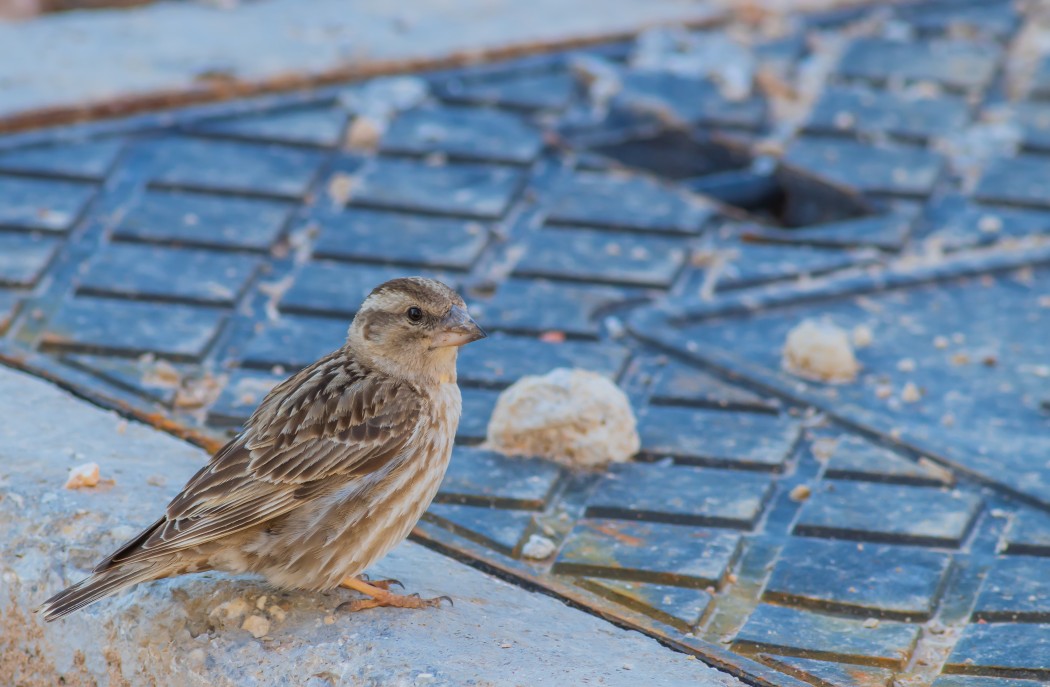 Rock Sparrow