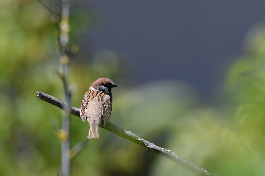 Eurasian Tree Sparrow