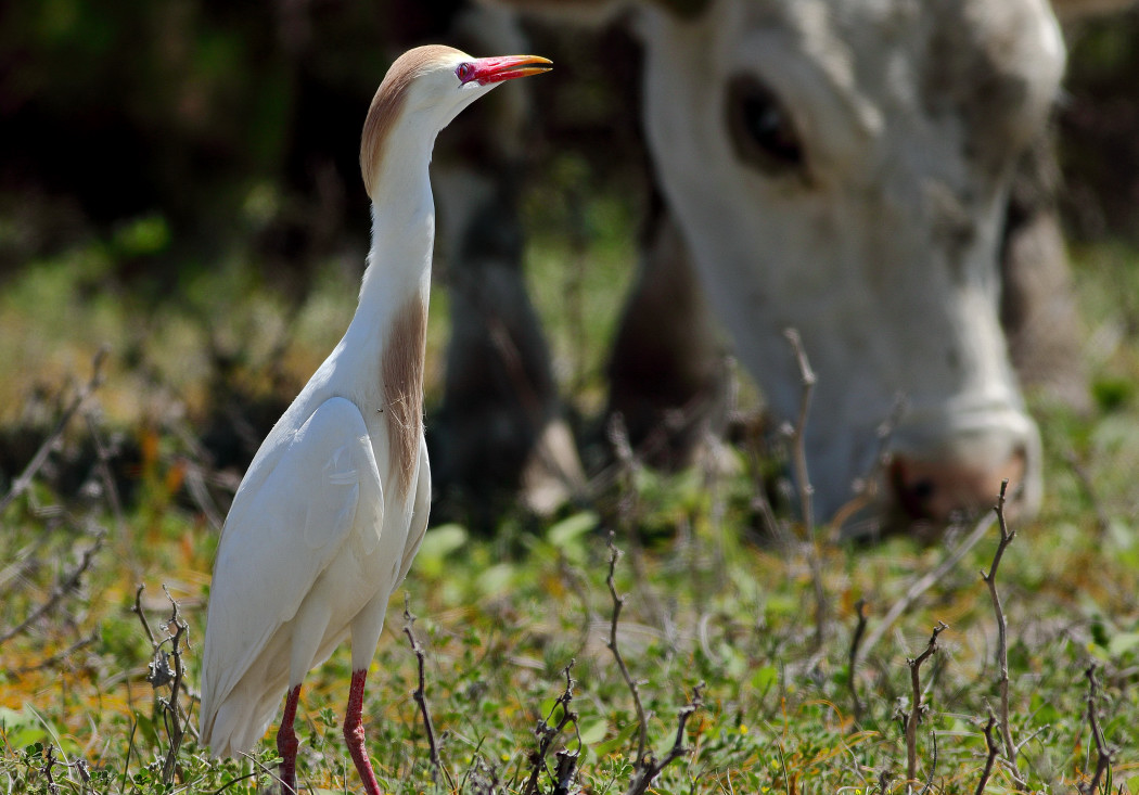 Western Cattle Egret