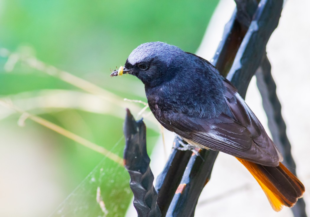 Black Redstart