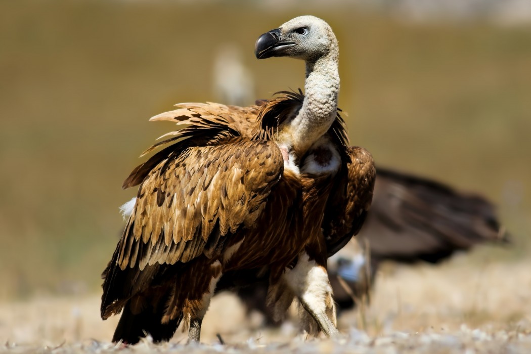 Griffon Vulture