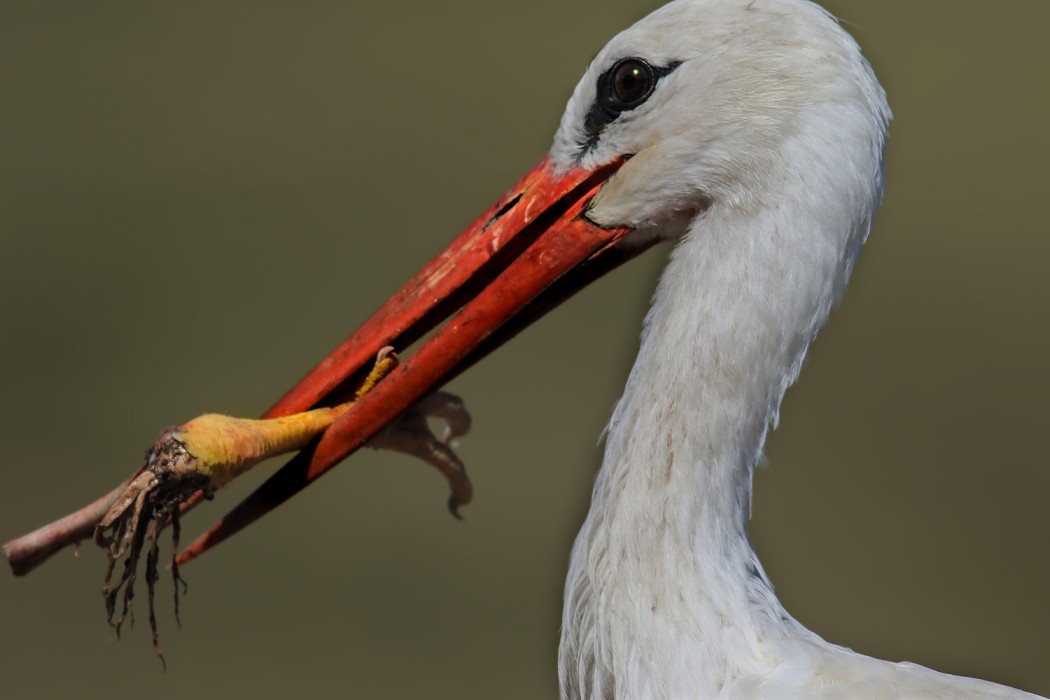White Stork