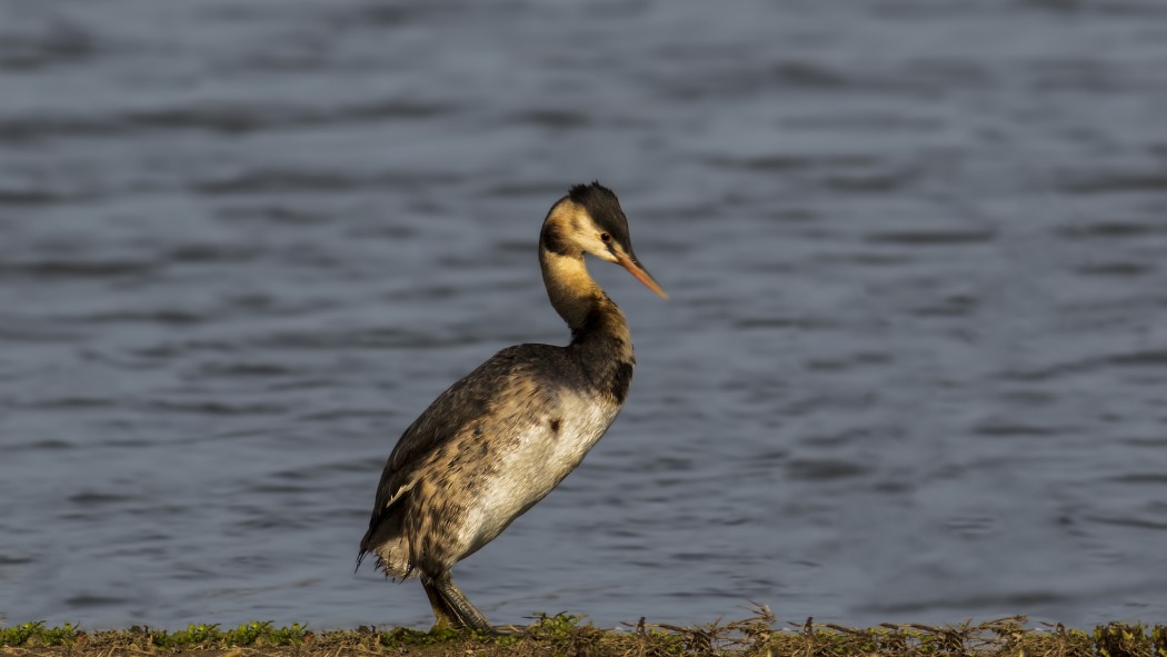 Great Crested Grebe