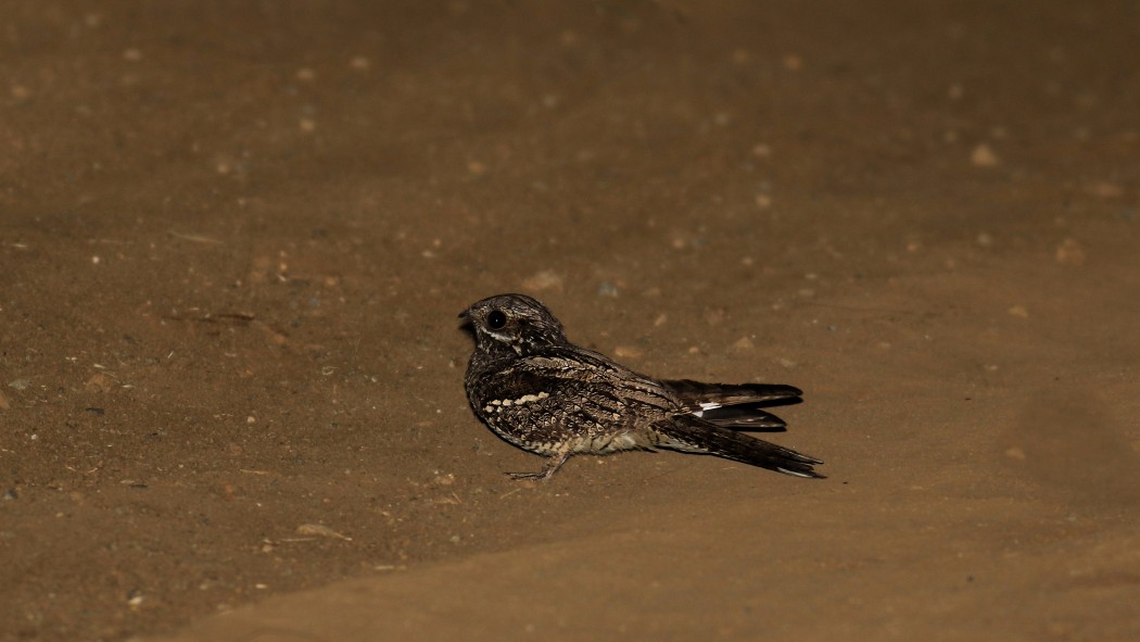 European Nightjar
