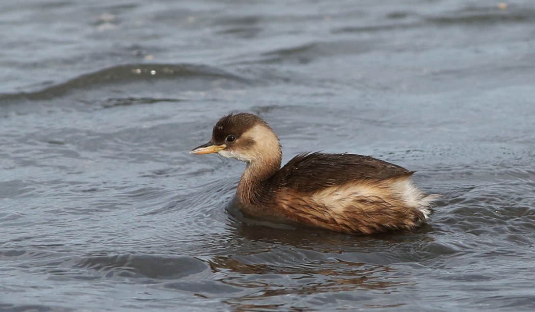 Little Grebe