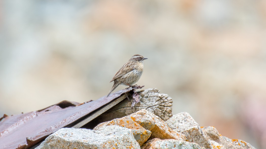 Radde`s Accentor