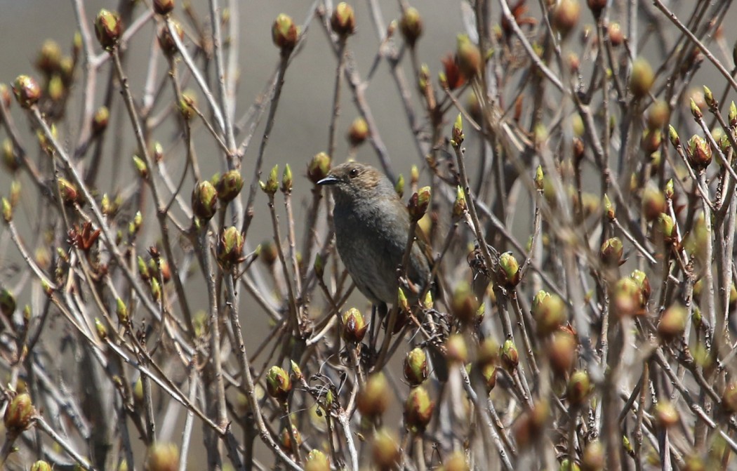 Dunnock