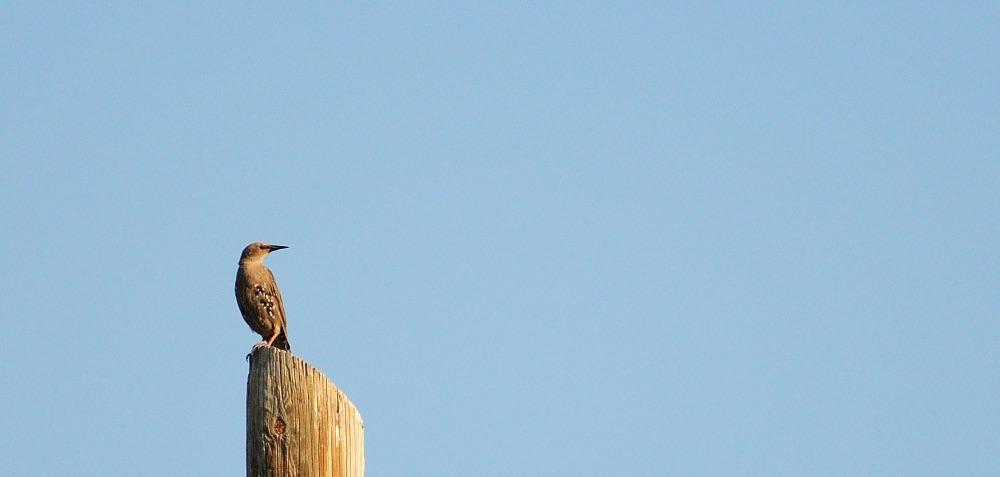 Common Starling