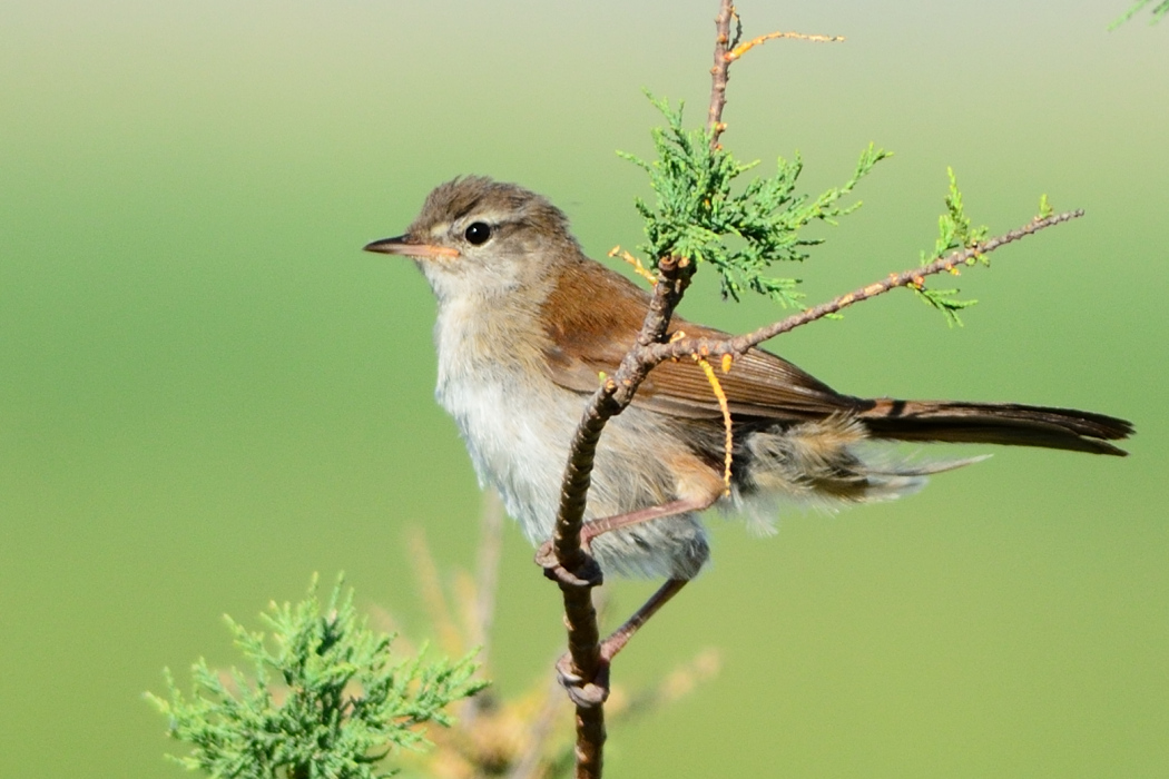 Cetti`s Warbler