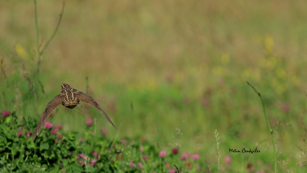 Common Quail