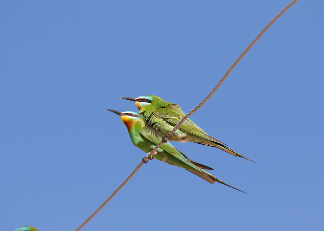 Blue-cheeked Bee-eater