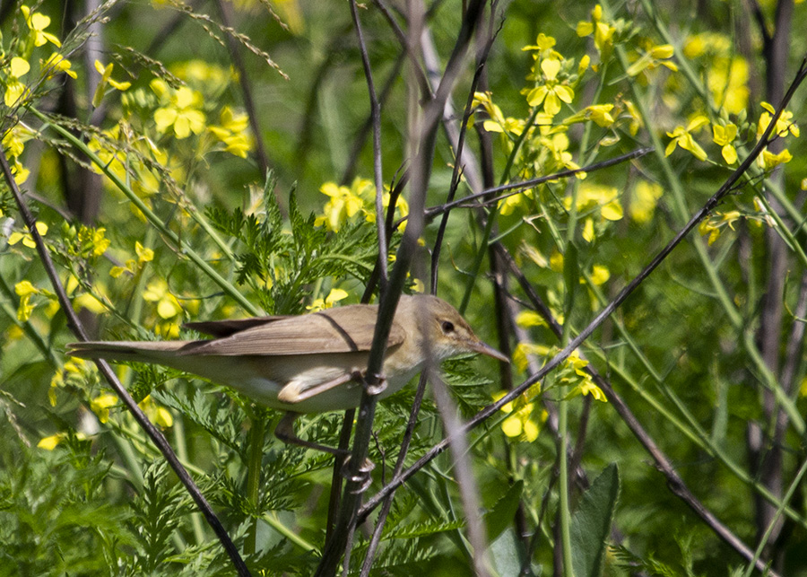 Common Reed Warbler