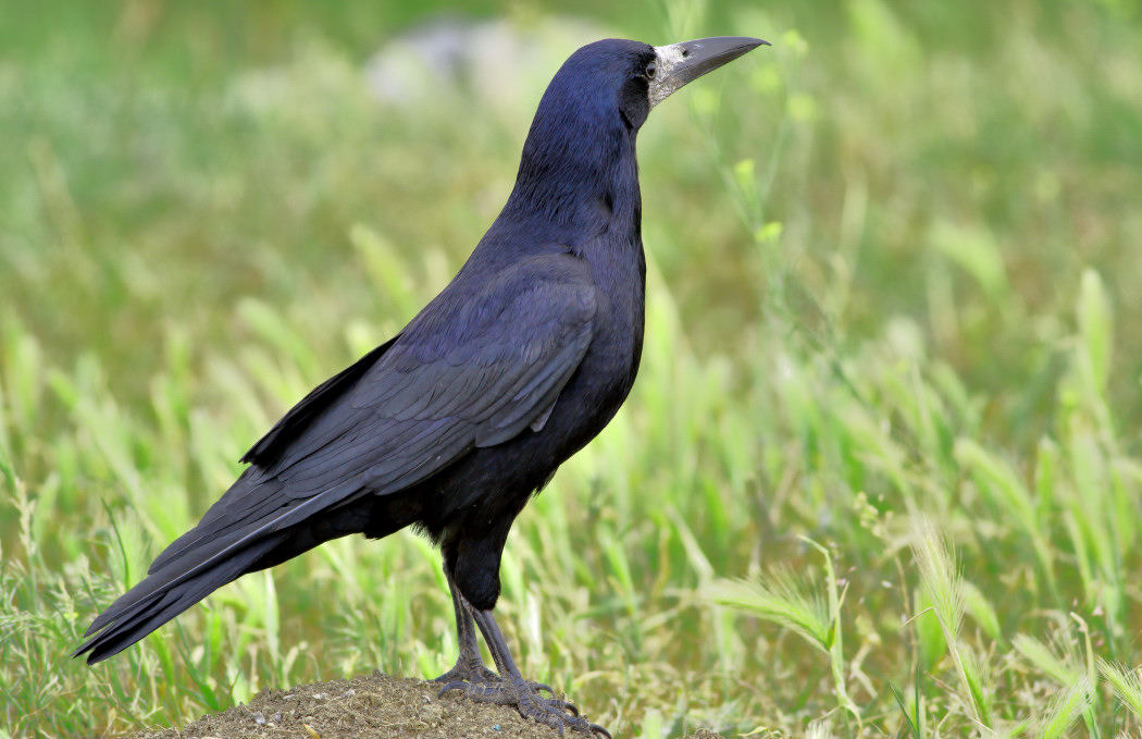 Rook